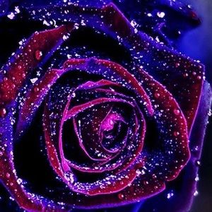 Meet your Posher, Alissa